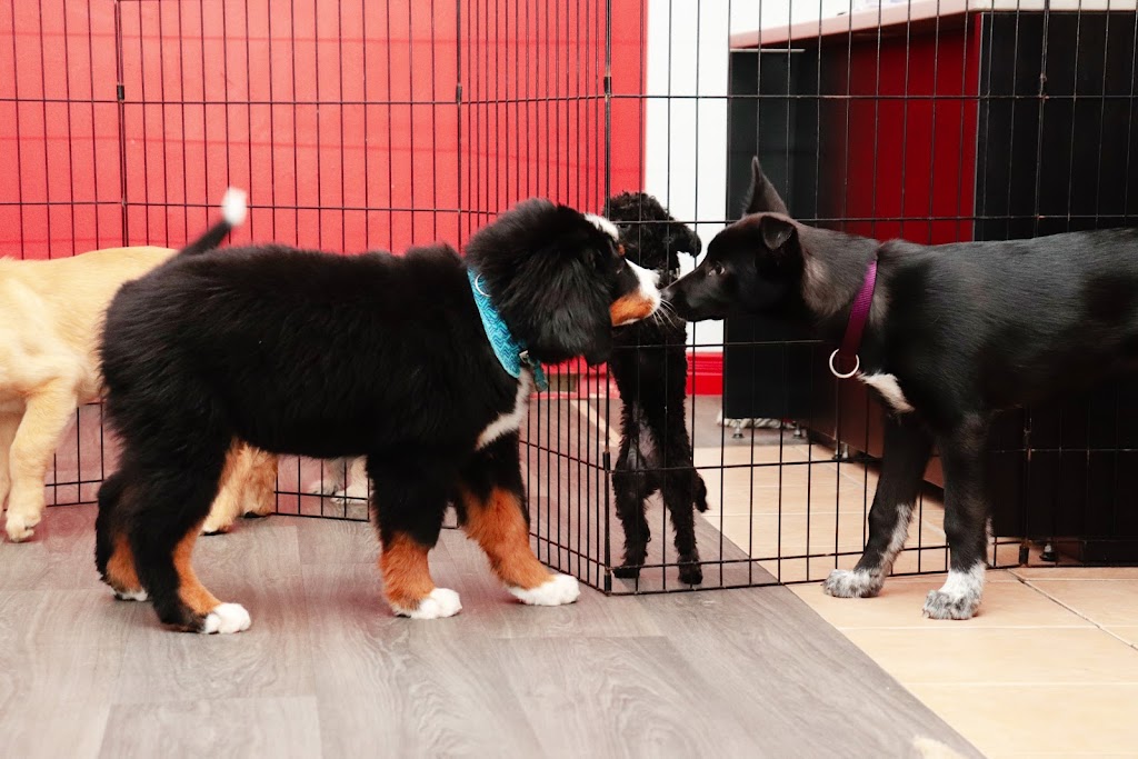 École d’Obéissance Canine du Saguenay | 2885 Bd du Royaume, Jonquière, QC G7X 7V3, Canada | Phone: (418) 550-5524