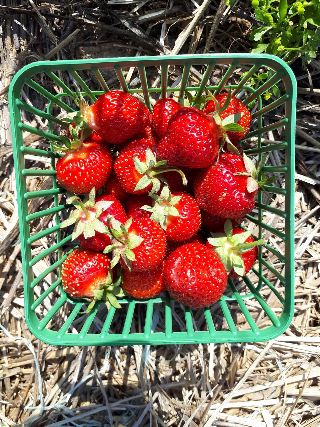 Austins Strawberries | 2591 Cockshutt Rd, Waterford, ON N0E 1Y0, Canada | Phone: (519) 443-5837