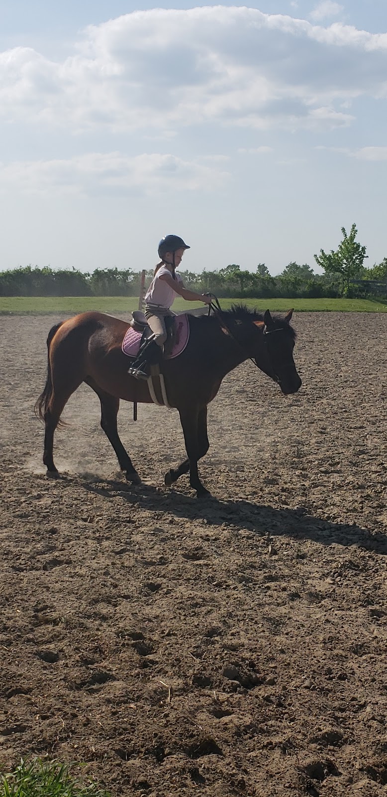 Hilltop Equestrian | 332 Sandford Rd, Uxbridge, ON L9P 1R1, Canada | Phone: (416) 402-7608