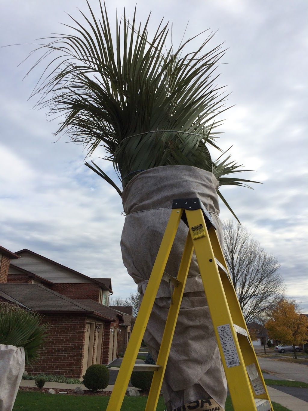 Niagara Tropics - Cold Hardy Palm Trees and Landscaping Nursery | 124 Loretta Dr, Virgil, ON L0S 1T0, Canada | Phone: (289) 362-2819