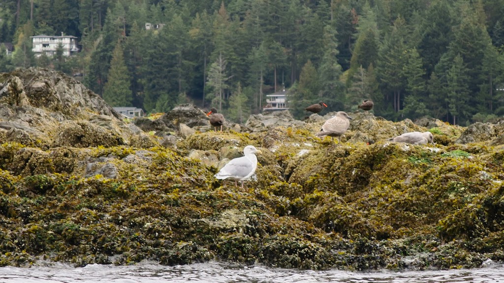 Bowen Island Sea Kayaking | Bowen Island Marina, Bowen Island, BC V0N 1G0, Canada | Phone: (800) 605-2925