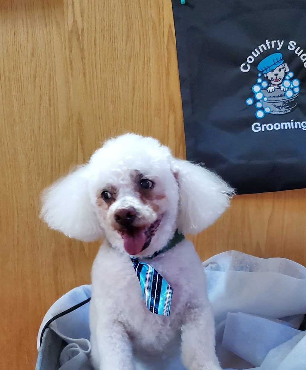 Country Suds Dog Grooming | 1520 Washington St, Greenwood, BC V0H 1J0, Canada | Phone: (236) 353-0010