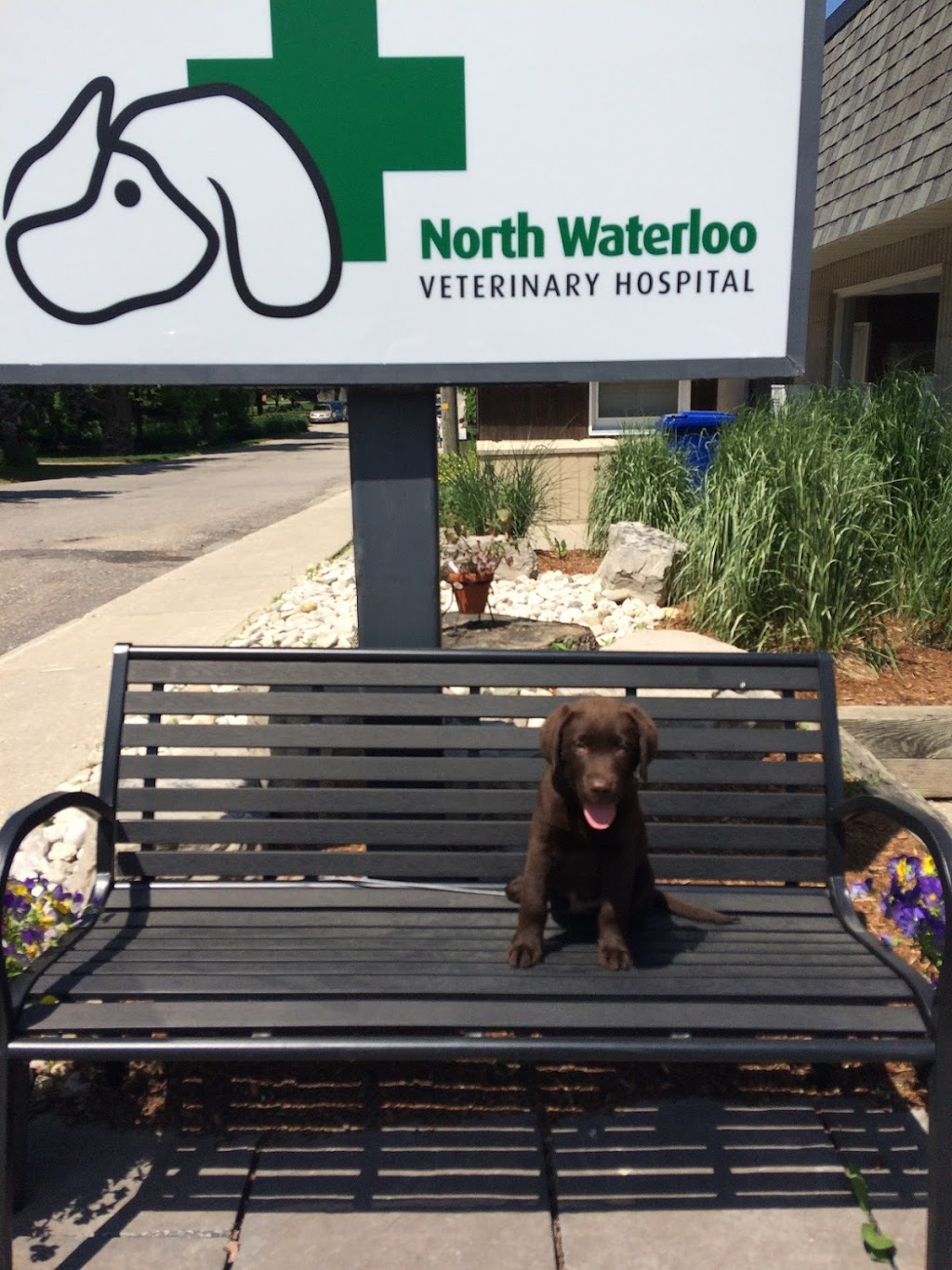 North Waterloo Veterinary Hospital | 5 Dunke St N, Elmira, ON N3B 2A6, Canada | Phone: (519) 669-2901