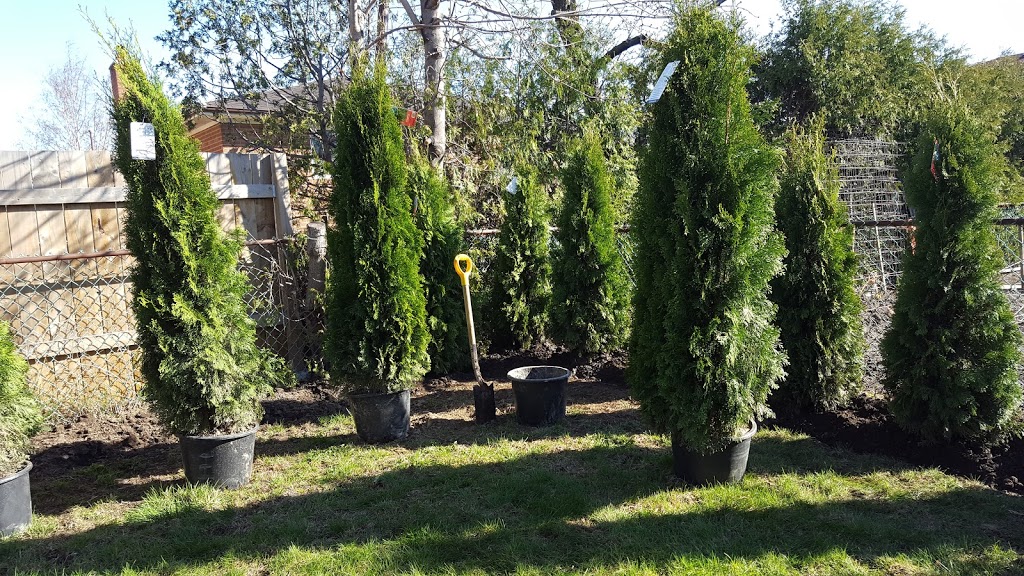 Langs Clean Garden | 259 Thorncrest Dr, Waterloo, ON N2L 4L2, Canada | Phone: (647) 760-1255
