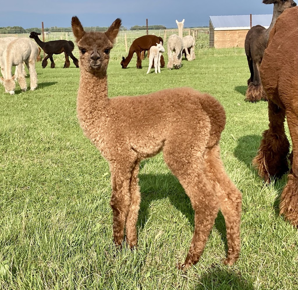 Caley Alpacas | 48027 RR213, Camrose, AB T4V 1X8, Canada | Phone: (780) 781-0198