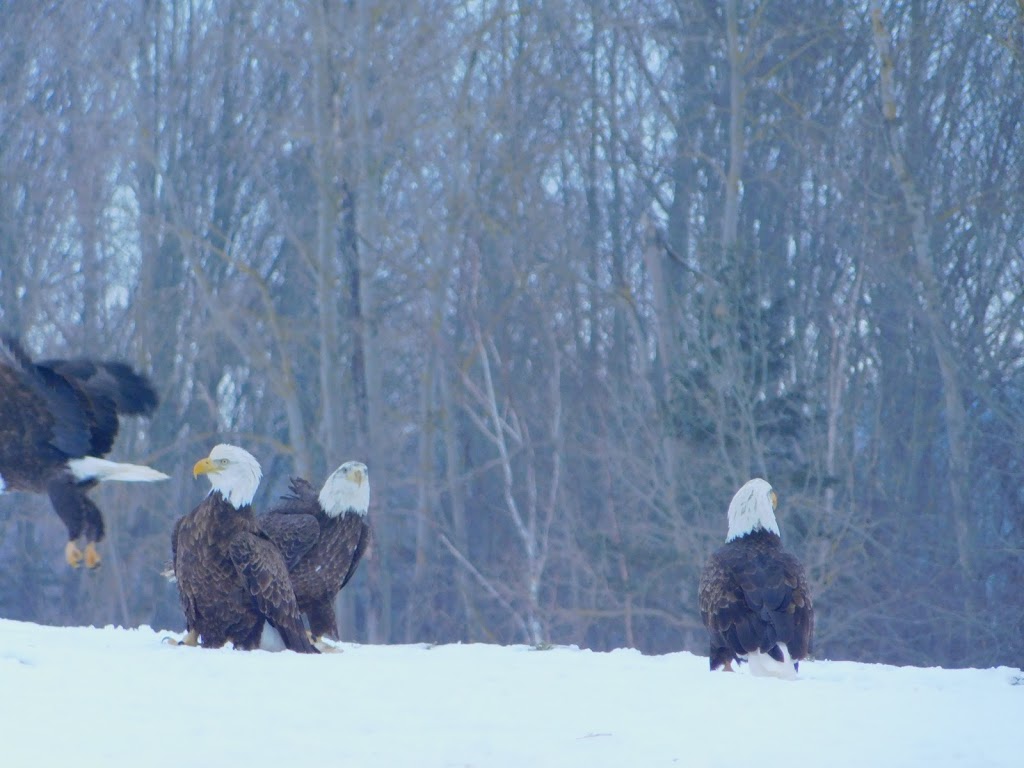 Sheffield Mills Eagle Watch -Eagle viewing site | 1770 Middle Dyke Rd, Centreville, NS B0P 1J0, Canada | Phone: (902) 582-1708