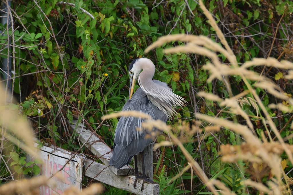 Deas Island | Delta, BC, Canada