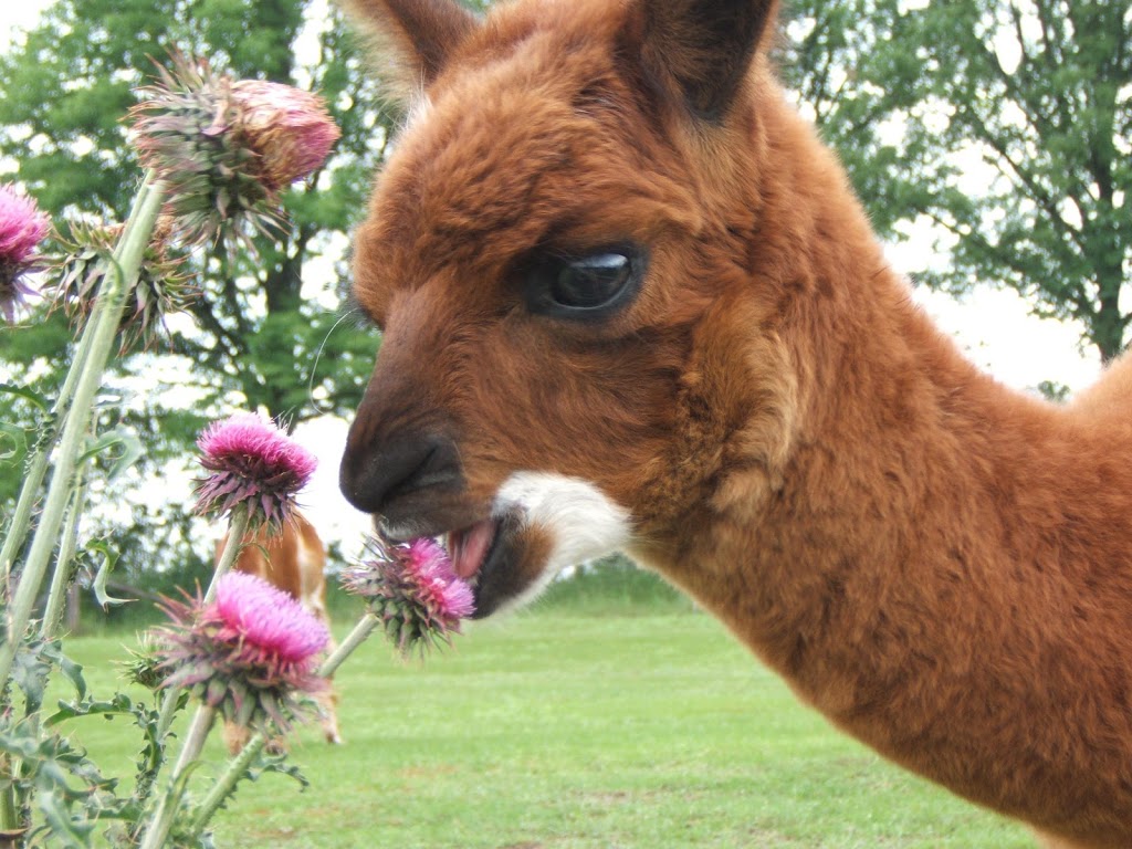 Rancho Tranquilo Alpacas | 6490 Stirling Marmora Rd, Marmora, ON K0K 2M0, Canada | Phone: (343) 645-5459