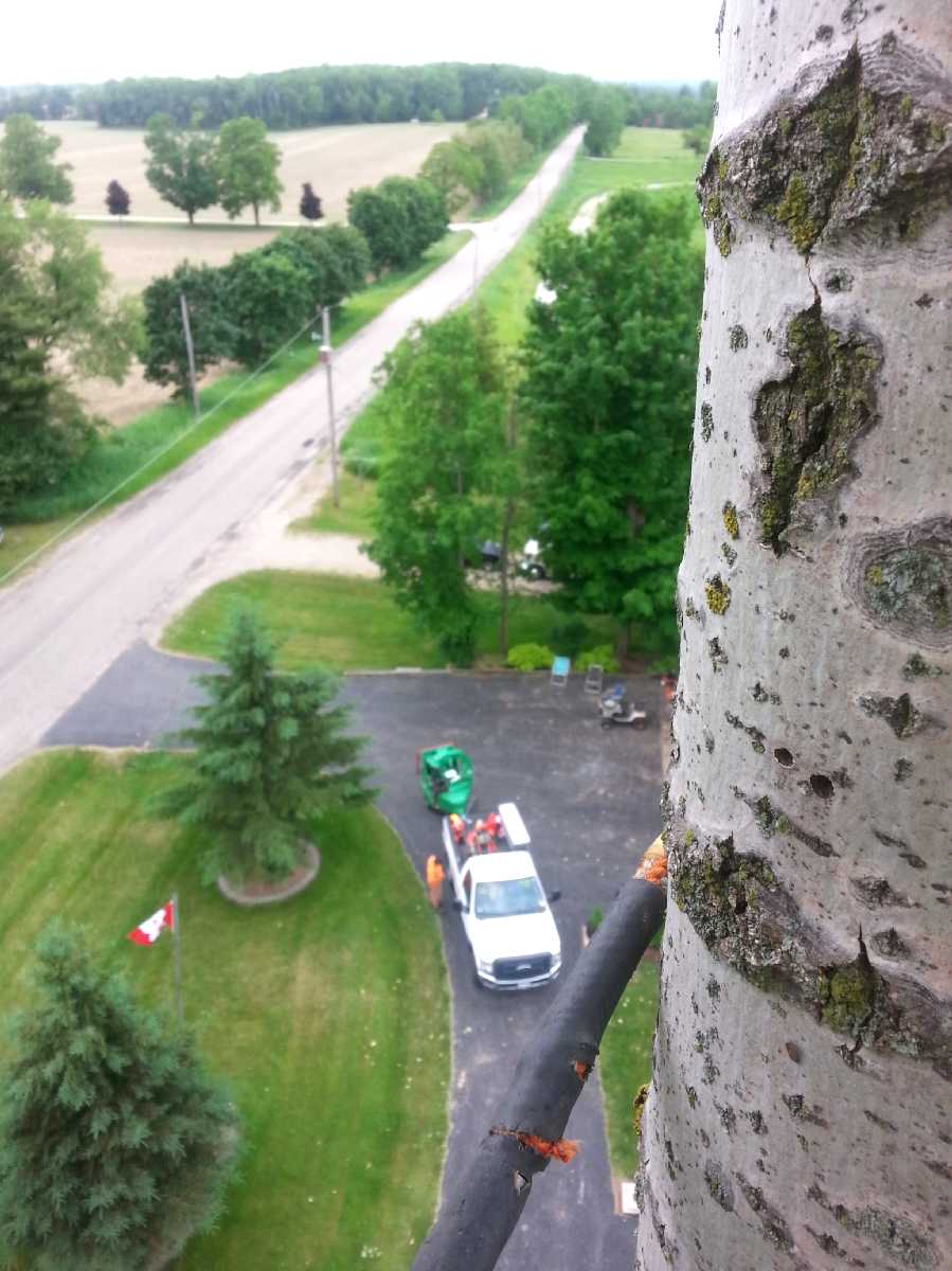 Grenacres Tree Removal Services, Arborist Services | 12698 2 Line, Campbellville, ON L0P 1B0, Canada | Phone: (647) 995-7010