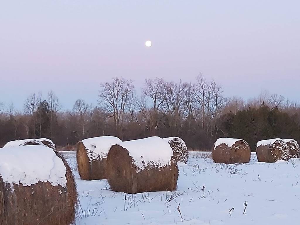 Cattail Country Farm | 1690 7 Line, Hastings, ON K0L 1Y0, Canada | Phone: (416) 254-4234