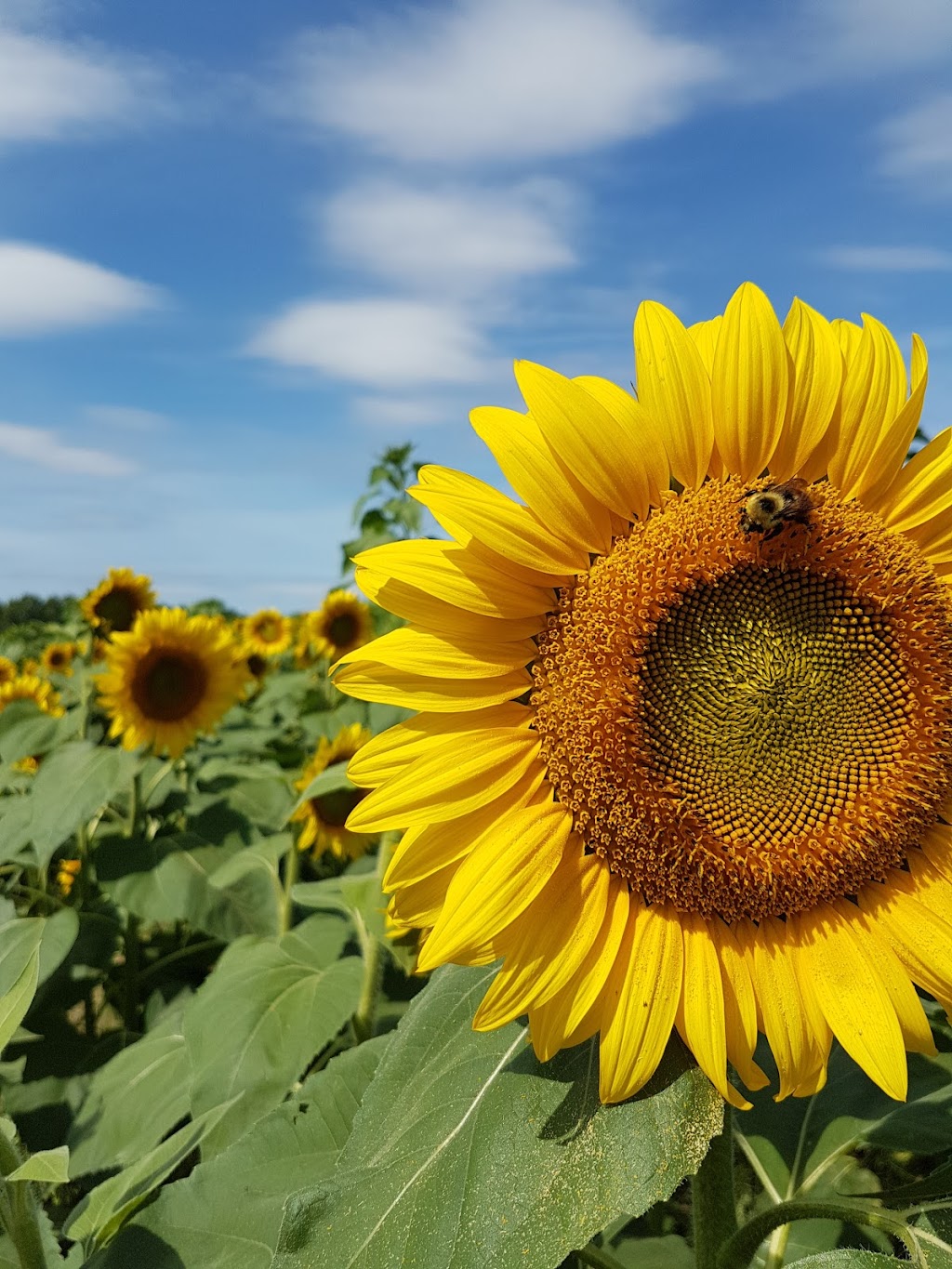 Nova Scotias Sunflower Maze | 792-1338, Nova Scotia Trunk 1, Falmouth, NS B0P 1L0, Canada | Phone: (902) 790-0542