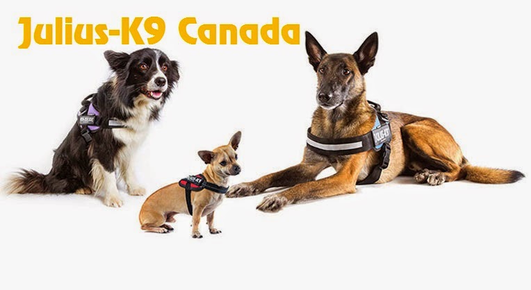 Julius K9 Canada | 8 Newton Gate, Markham, ON L3P 3R5, Canada | Phone: (437) 345-8324