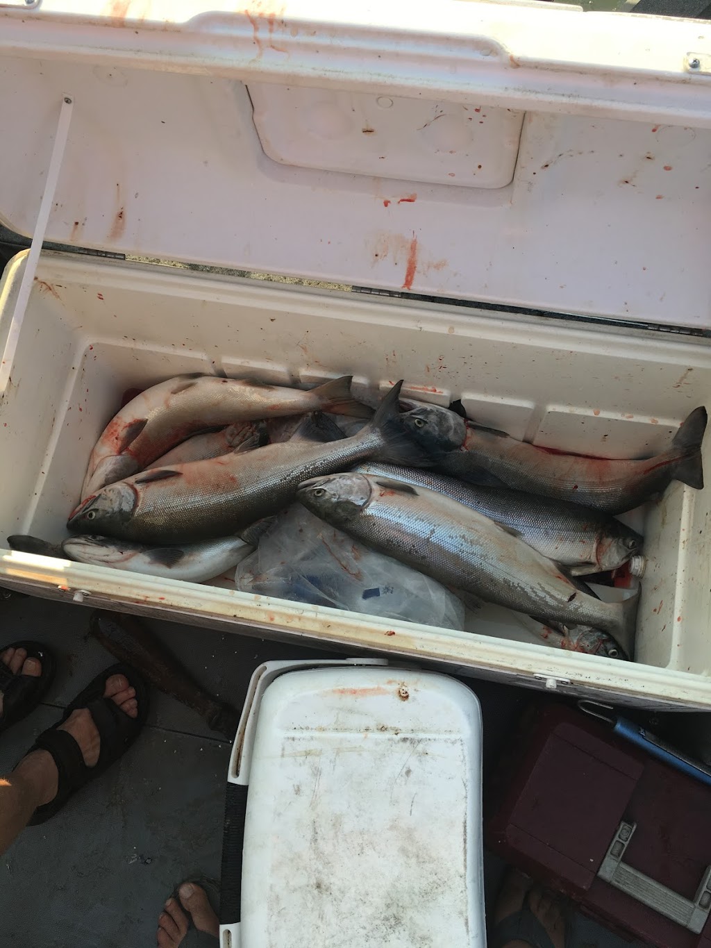 Mainlanders SportFishing-Sturgeon Fishing Charters- | 45695 Cartmell Rd, Chilliwack, BC V2P 4A6, Canada | Phone: (604) 701-9434