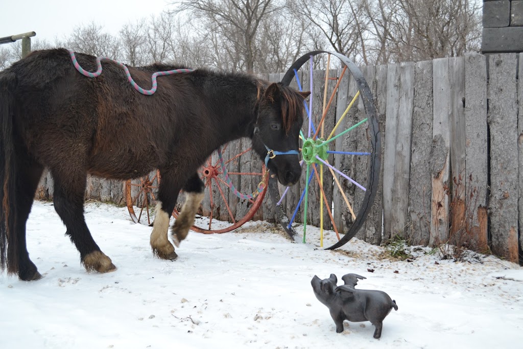 Symatree Farm | 32033 Hazelridge Rd 65N, Oakbank, MB R5N 0E5, Canada | Phone: (204) 755-2656