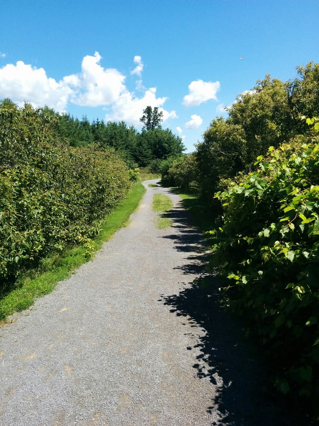 Lemoine Point Conservation Area | Trillium Trail, Kingston, ON K7M, Canada