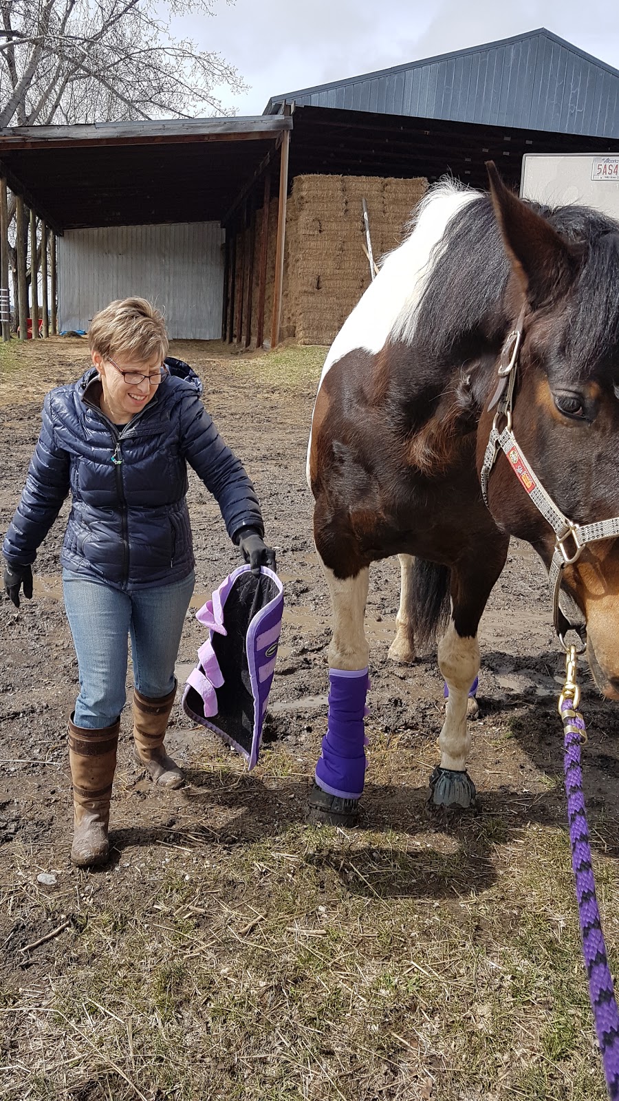 Westridge Farms Walking Horses | RR 8 LCD 8, Calgary, AB T2J 2T9, Canada | Phone: (403) 931-3160