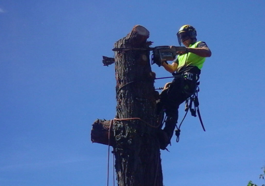 VI Tree Service | 1495 Wilson Rd, Nanaimo, BC V9R 6R3, Canada | Phone: (844) 884-8733