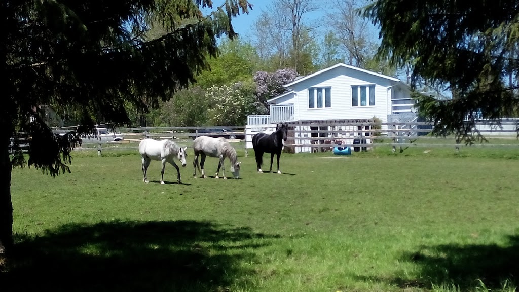 Desert Roots Arabian Horses. | 253 Peters Rd, Colborne, ON K0K 1S0, Canada | Phone: (905) 376-3361