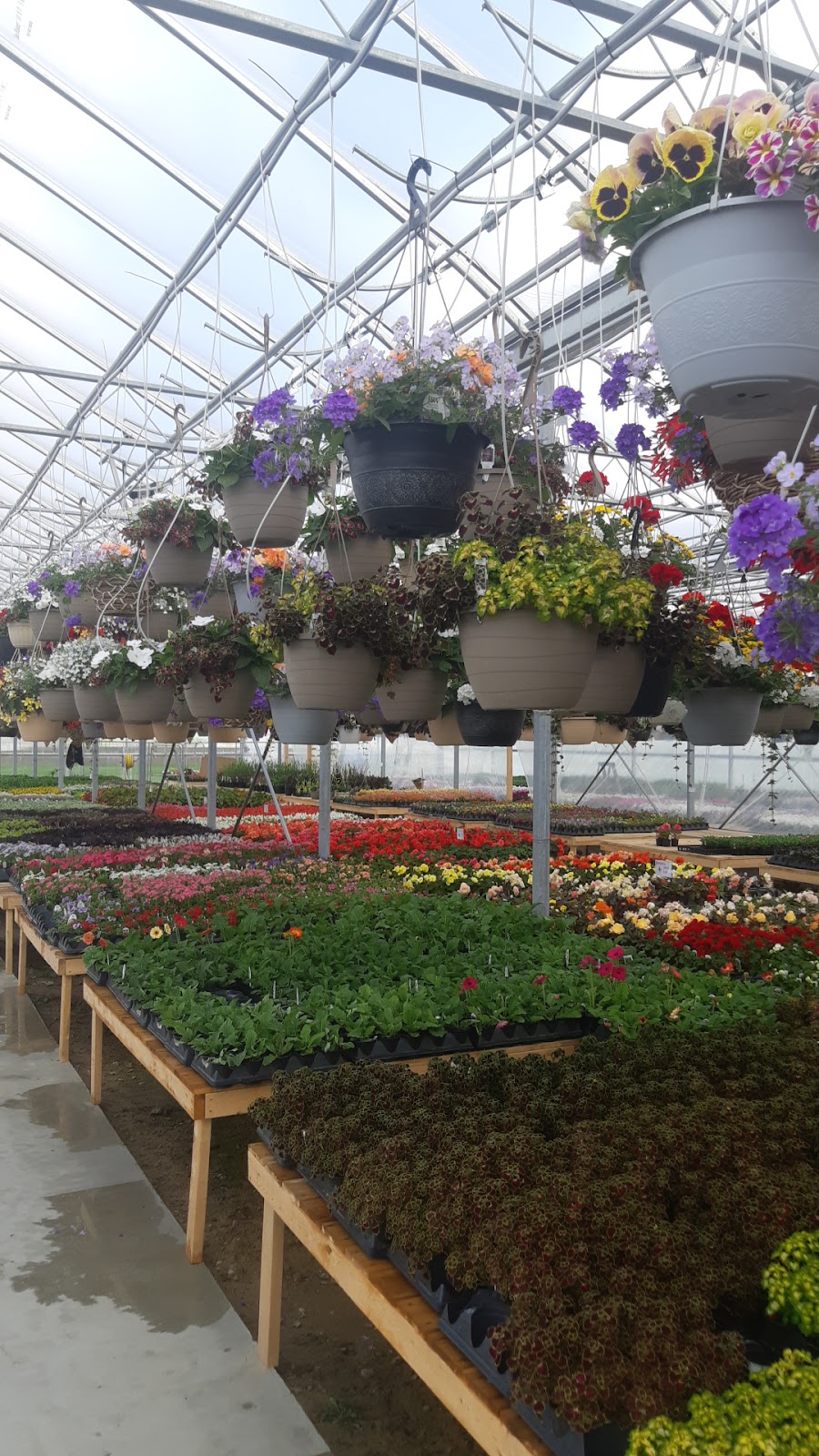 Trailside Greenhouse | 3392 Chalmers Forrest Rd, Linwood, ON N0B 2A0, Canada | Phone: (519) 698-0105