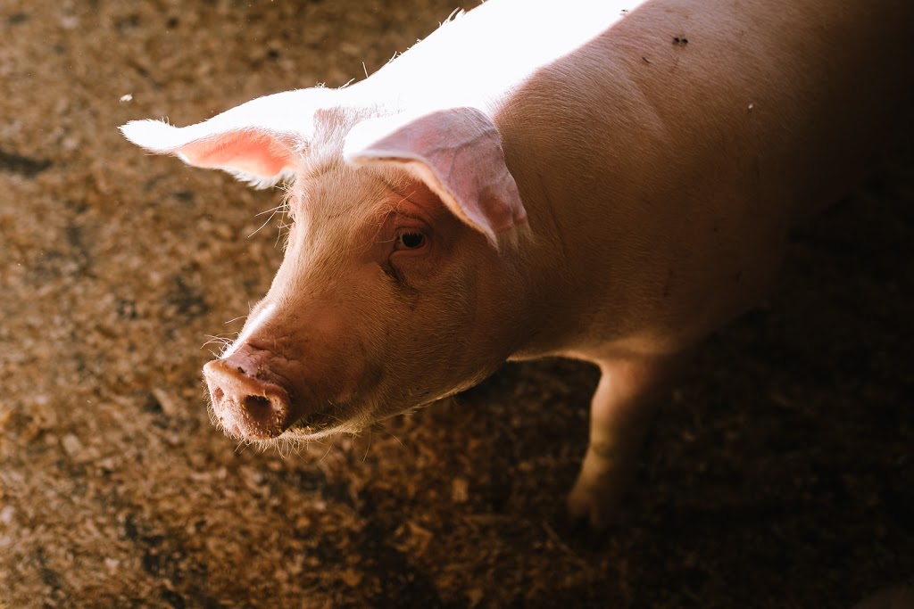 Ferme Rustique | 4553 4e Rang O, Sainte-Croix, QC G0S 2H0, Canada | Phone: (418) 930-0390