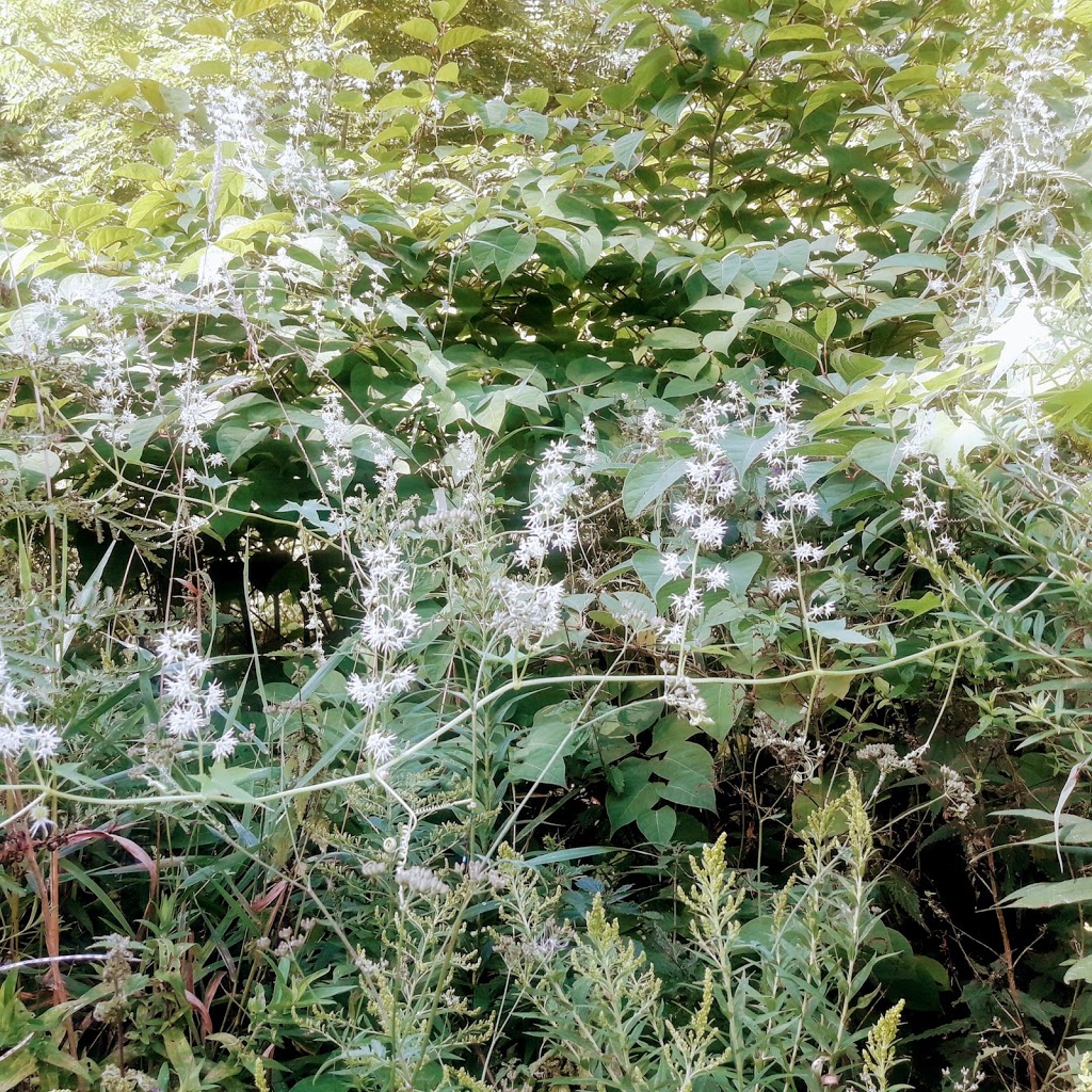 Etobicoke Creek Trail (Eglinton Entrance) | Unnamed Road, Etobicoke, ON M9C 5A5, Canada