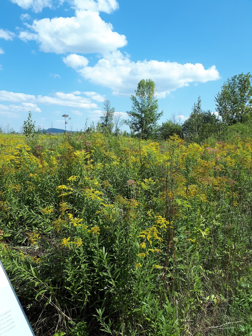 Réserve naturelle du Boisé-Du Tremblay | Rue J.-A.-Bombardier, Boucherville, QC J4B 8P1, Canada