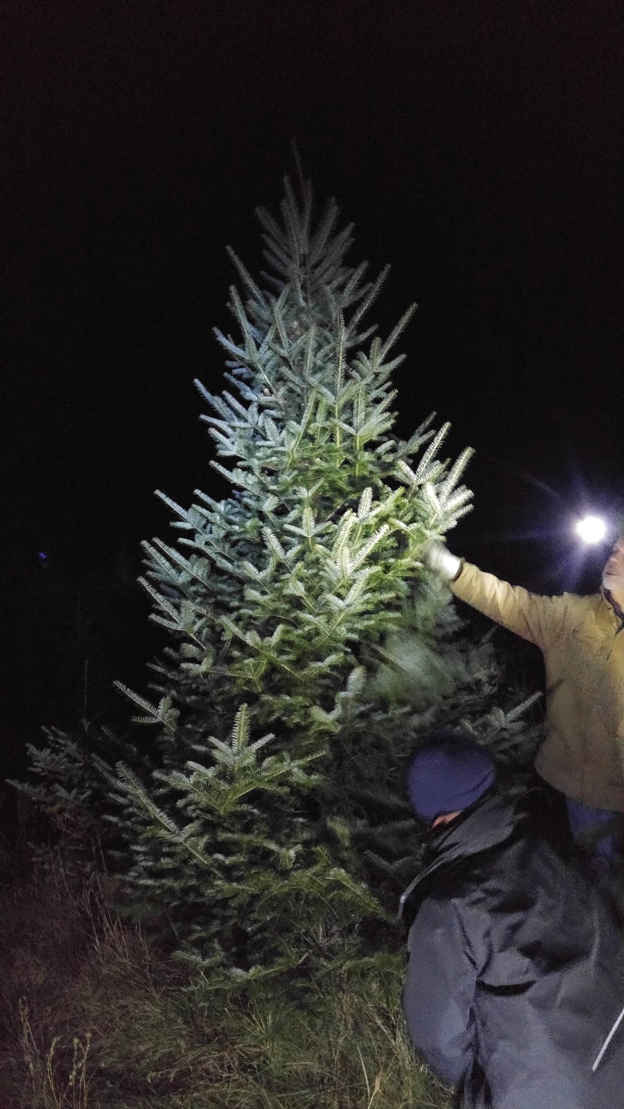 MacGowans Christmas Tree Farm | 4611 Mohrs Rd, Kinburn, ON K0A 2H0, Canada | Phone: (613) 862-6835
