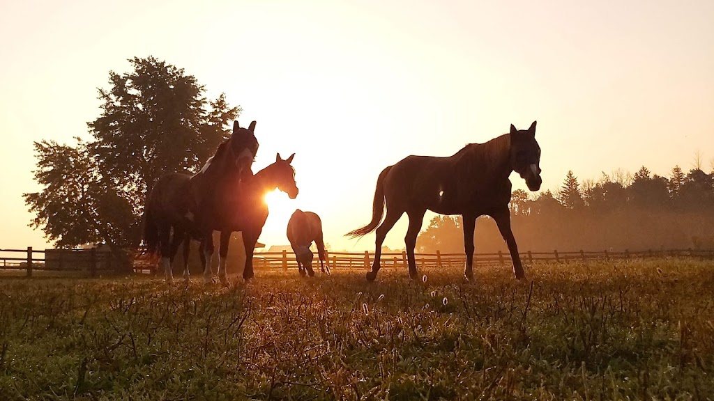 Hopewell Creek Stables | 1158 Forester Rd, Breslau, ON N0B 1M0, Canada | Phone: (519) 648-9975