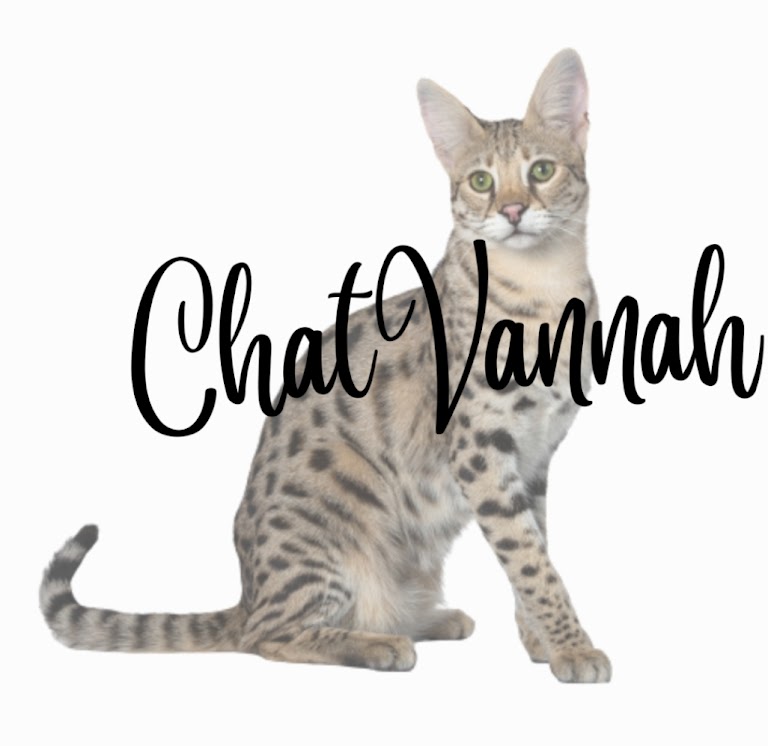 Chatterie Chatvannah | 6030 Bd Pontbriand, Rawdon, QC J0K 1S0, Canada | Phone: (579) 290-0093