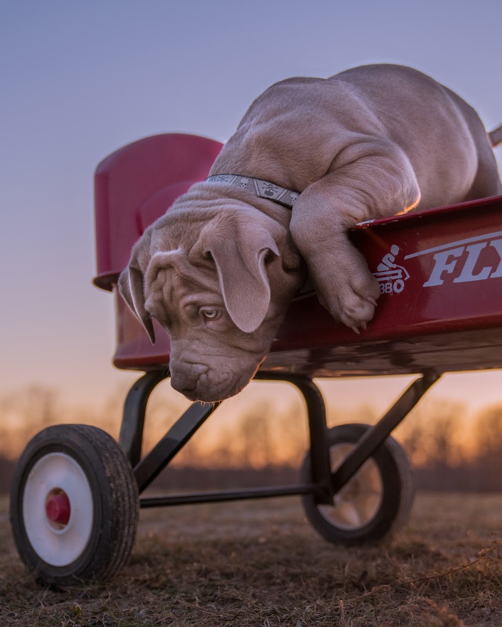 Anthony Bastien Dog Photography/Videography | 200 Mediterranean Ave, Amherstburg, ON N9V 3X9, Canada | Phone: (519) 982-0987