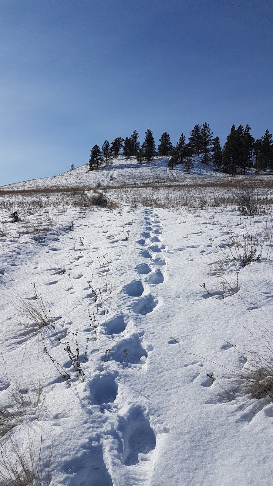 Mount Baldy Trailhead | Mt Baldy Dr, Kelowna, BC V1V 2J2, Canada