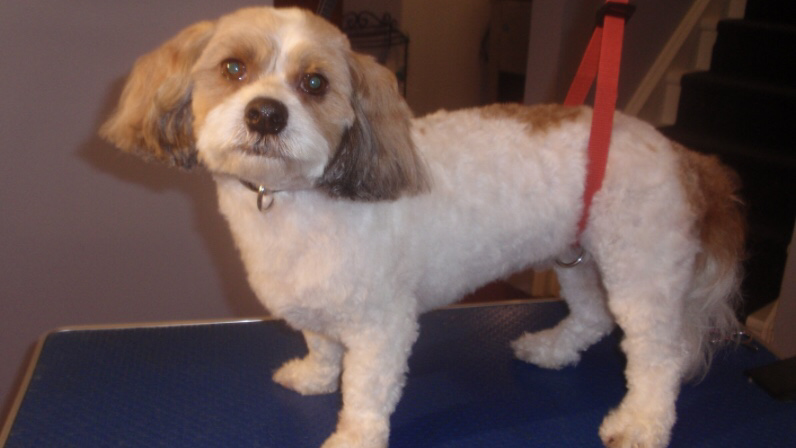 Kims Pampered Pets | 1192 Benson St, Innisfil, ON L9S 1Y4, Canada | Phone: (705) 294-2712