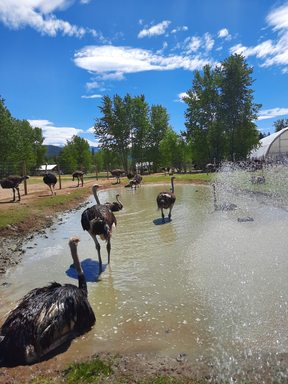 Universal Ostrich Farms Inc. | Langille Road, Edgewood, BC V0G 1J0, Canada | Phone: (250) 269-7447