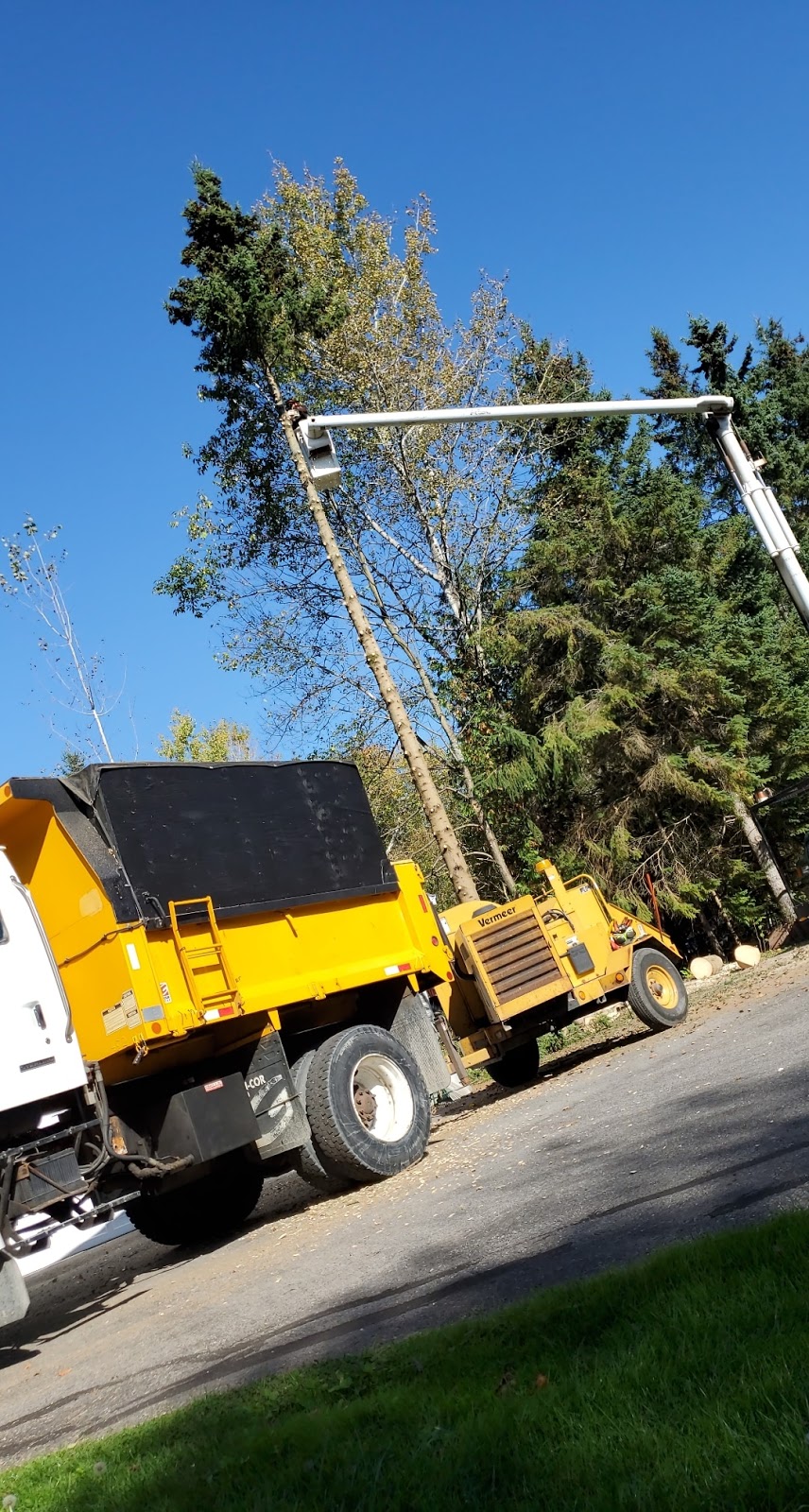 Adamson Tree Experts | 24 Falvo St, Wasaga Beach, ON L9Z 1J6, Canada | Phone: (249) 877-8733