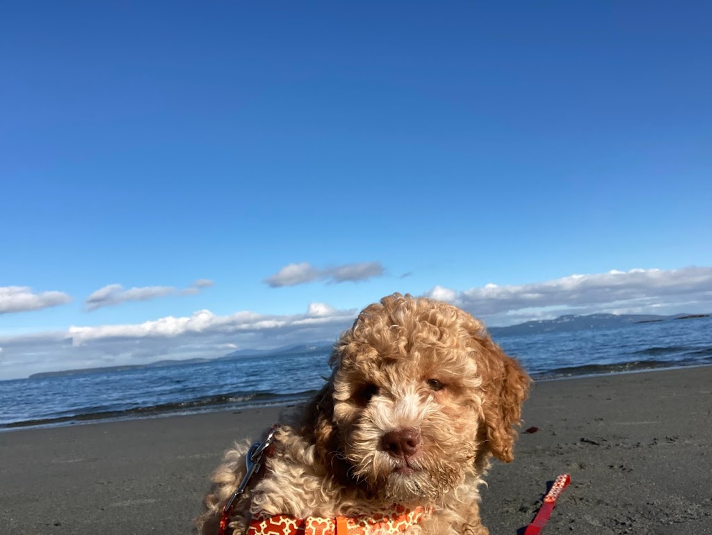 Lagotto Romagnolo of Canada | 420 Lowrys Rd, Parksville, BC V9P 2B5, Canada | Phone: (780) 573-8628