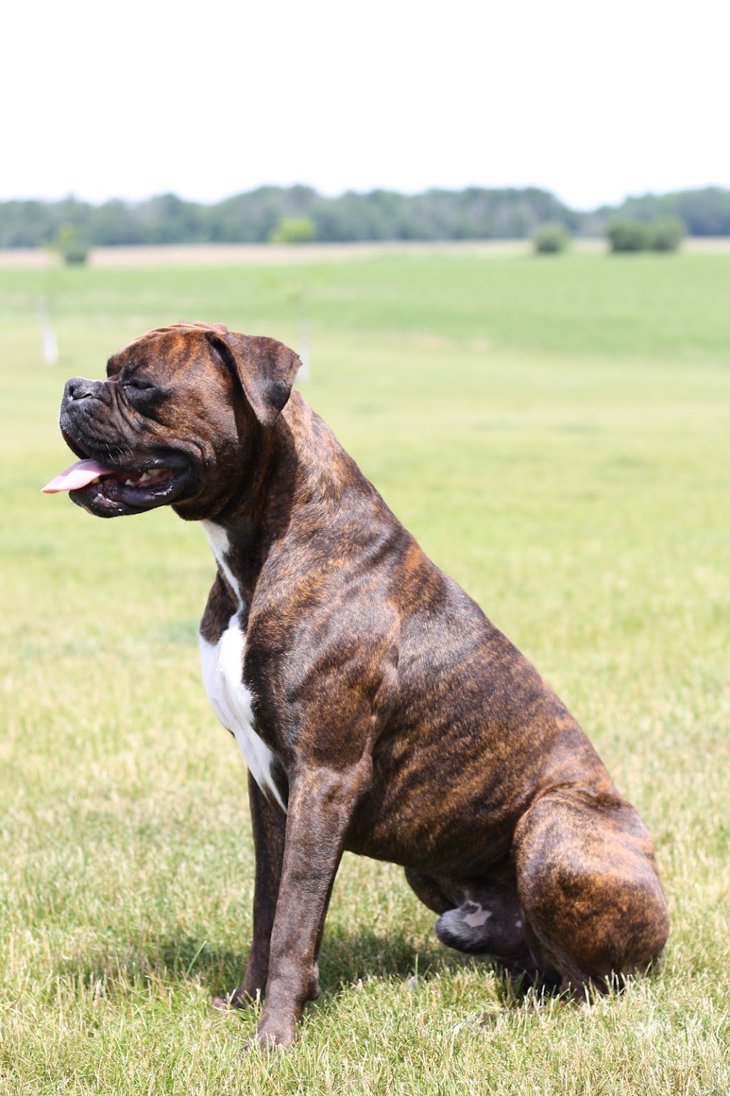 Winchester Boxers Ontario | 17420 Elginfield Rd, St. Marys, ON N4X 1C6, Canada | Phone: (519) 949-4408