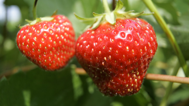 ROY & Son , Organic Strawberries & Potatoes Farm. | QC-204, Sainte-Justine, QC G0R 1Y0, Canada | Phone: (418) 383-3467