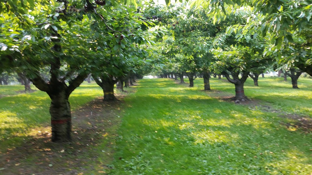 Lakeside Orchards | 4730 Lakeshore Rd, Kelowna, BC V1W 4H6, Canada | Phone: (403) 671-1493