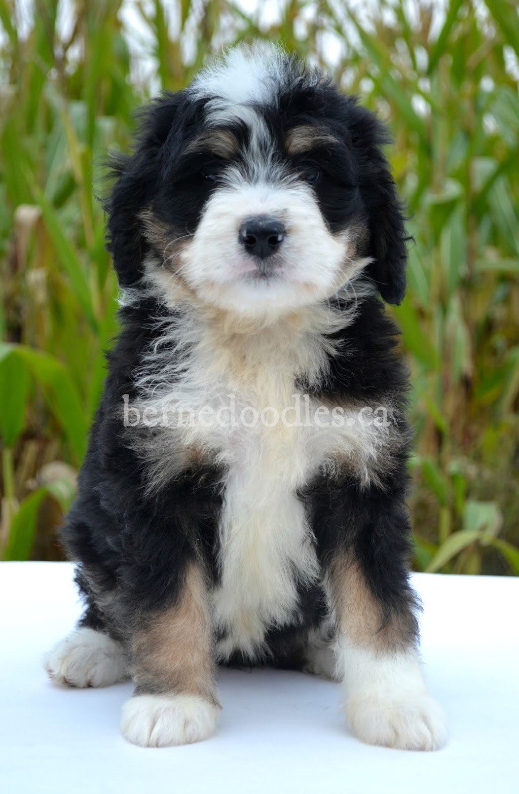 Willow Brooke Bernedoodles | 3532 Erbs Road W, Baden, ON N3A 3M2, Canada | Phone: (519) 580-5865