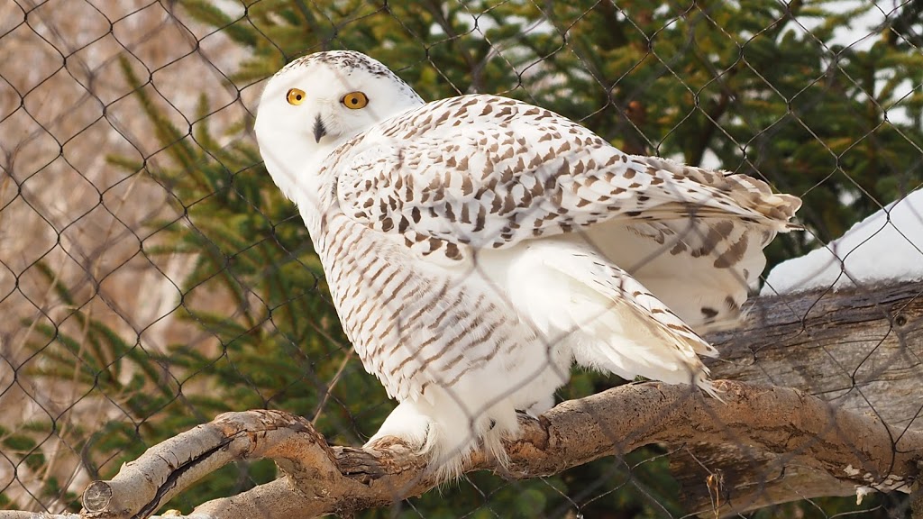 Snowy Owl Exhibit | 2000 Meadowvale Rd, Scarborough, ON M1B 5K7, Canada | Phone: (416) 392-5929