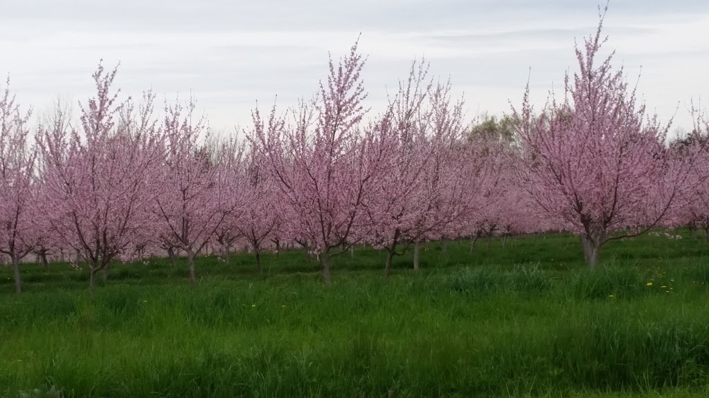 SilverBirches by the Lake Bed & Breakfast | 4902 Mountainview Rd, Beamsville, ON L0R 1B3, Canada | Phone: (905) 563-9479