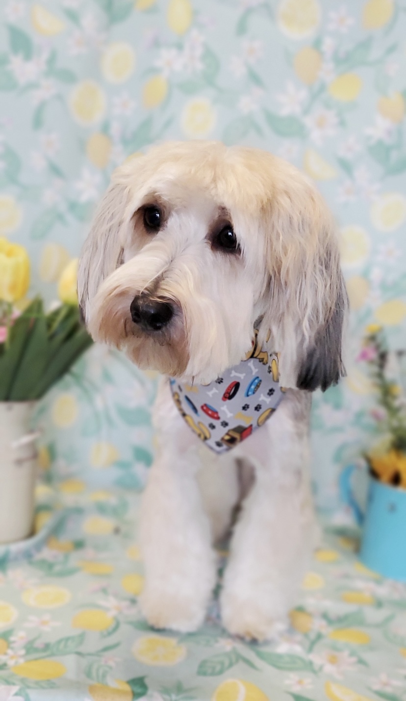 The Pawsh Dog Inc. | 2020 Appleby Ln Unit #B8, Burlington, ON L7L 6M6, Canada | Phone: (289) 272-6966