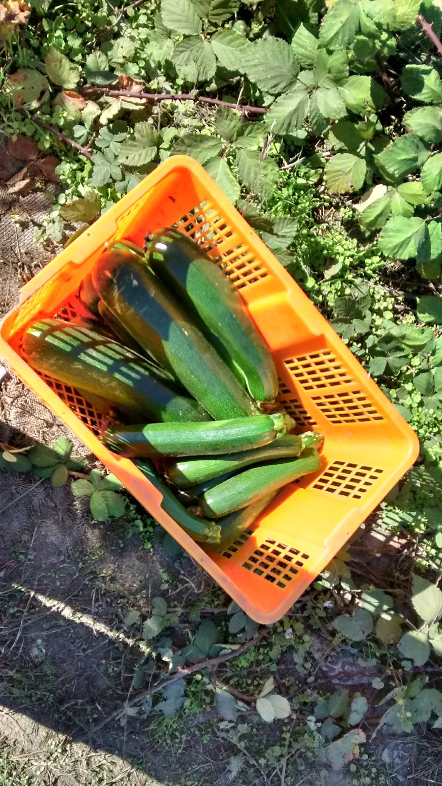 Earthwise Society Demonstration Garden and Farm | 6400 3 Ave, Delta, BC V4L 1B1, Canada | Phone: (604) 946-9828