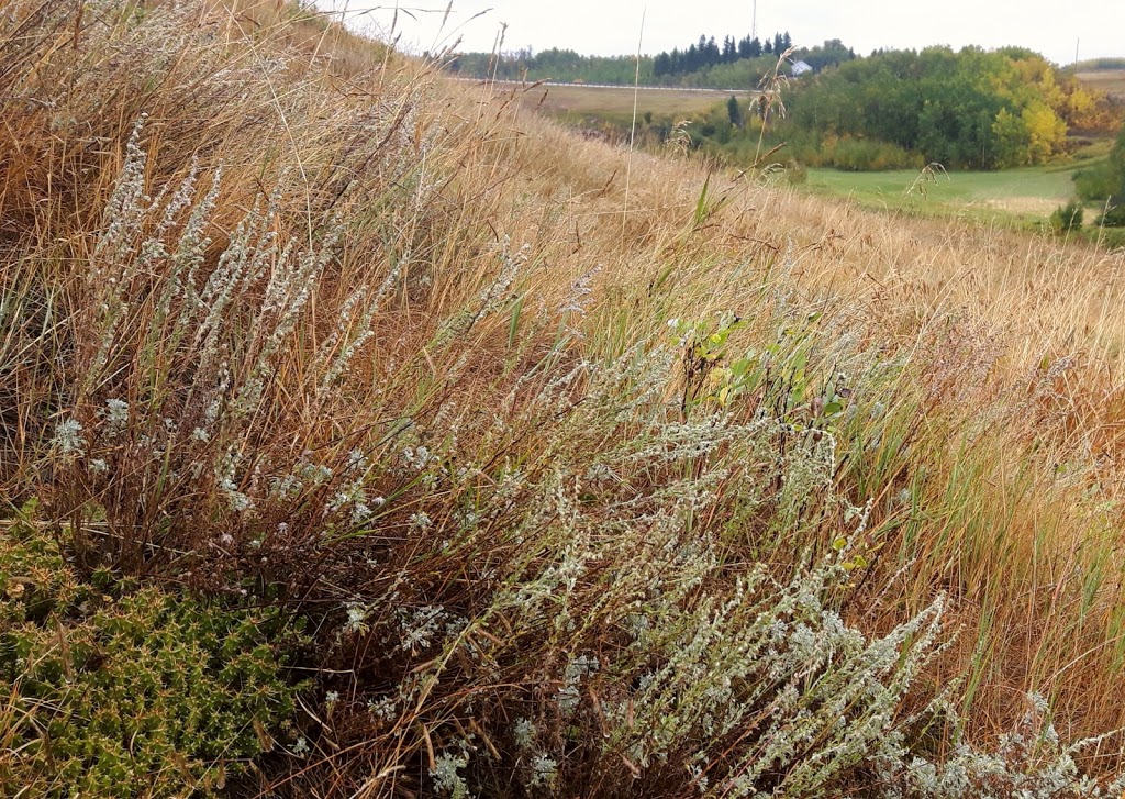 Gibbons Cactus Prairie | AB-28, Gibbons, AB T0A 1N0, Canada