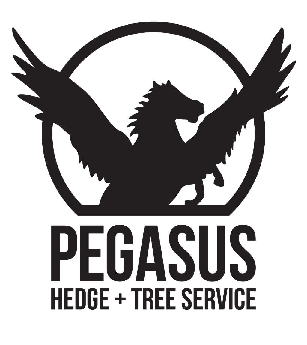 Pegasus Hedge And Tree Service | 18074 72 Ave, Surrey, BC V4N 6B7, Canada | Phone: (778) 814-2502