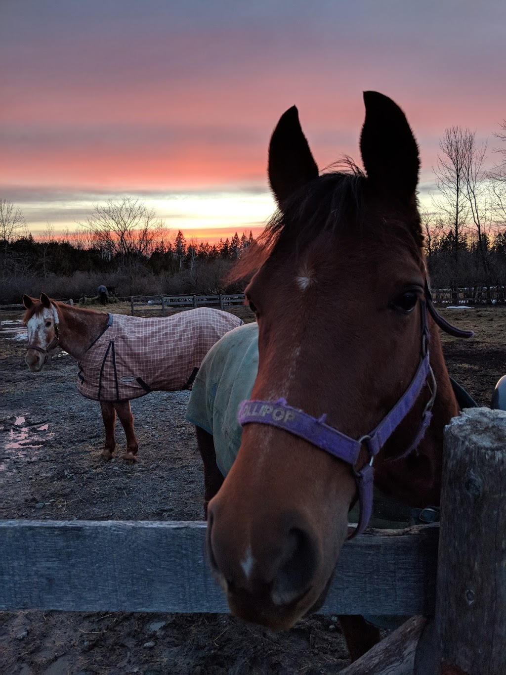 Oakhurst Farm | 8249 Fernbank Rd, Ashton, ON K0A 1B0, Canada | Phone: (613) 253-2312