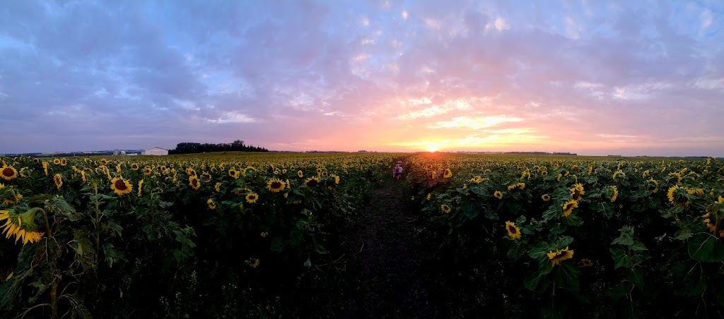 Sunflower Valley Farms | 25528 Township Rd 410, LACOMBE COUNTY, AB T4L 2N4, Canada | Phone: (403) 506-3374