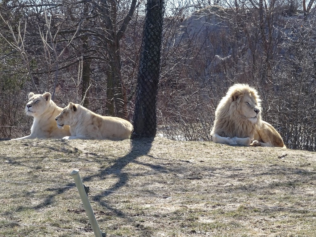 Lion Exhibit | 2000 Meadowvale Rd, Scarborough, ON M1B 5K7, Canada | Phone: (416) 392-5929