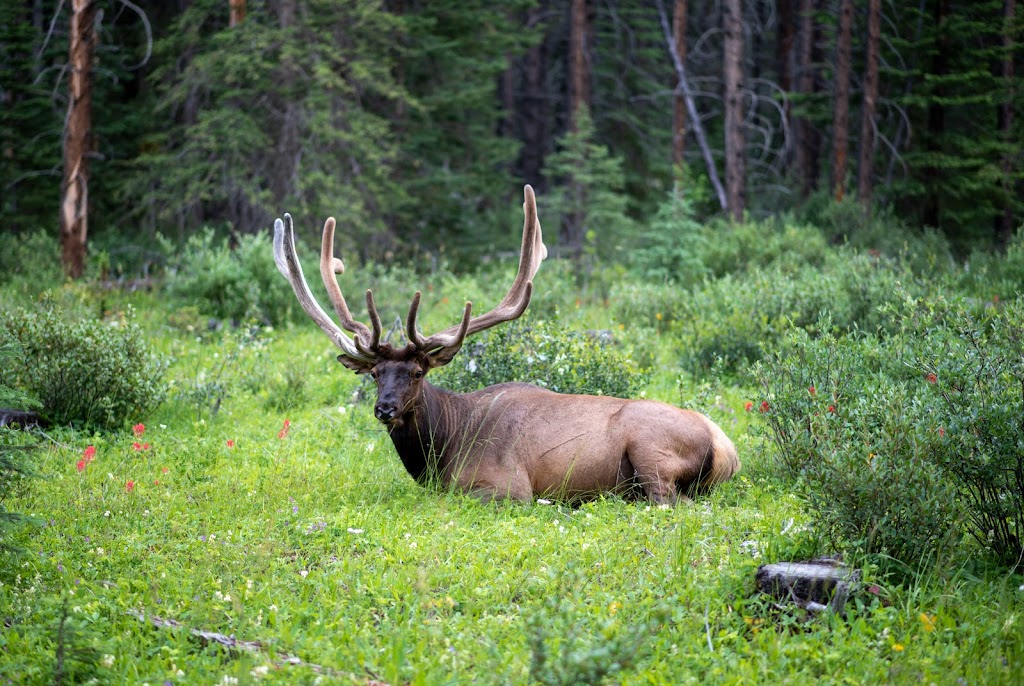 Protection Mountain Campground | Bow Valley Pkwy, Eldon, AB T0L 1E0, Canada | Phone: (877) 737-3783