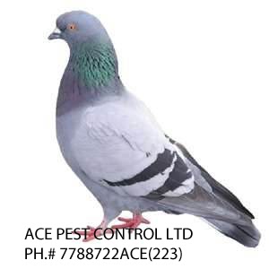 Ace Pest Control Ltd | 17800 59A Ave, Surrey, BC V3S 1R1, Canada | Phone: (778) 872-2223